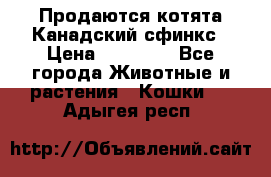 Продаются котята Канадский сфинкс › Цена ­ 15 000 - Все города Животные и растения » Кошки   . Адыгея респ.